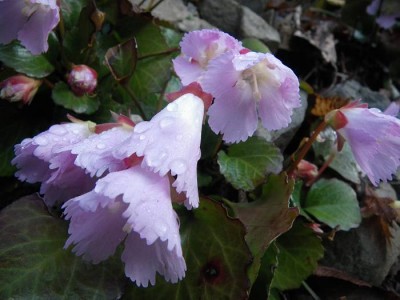 登路で出会ったイワウチワ