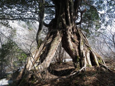 尾根上の大木
