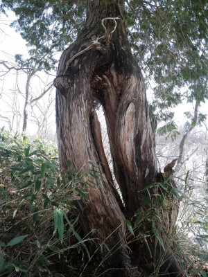 尾根上にはこんな珍木も