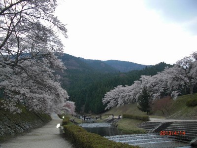 CIMG1061.jpg (98.99 KiB) 閲覧された回数 4961 回 ウグイ川と桜