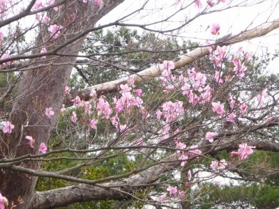 アカヤシオはもう満開