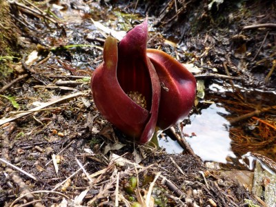 ザゼンソウが咲いていました