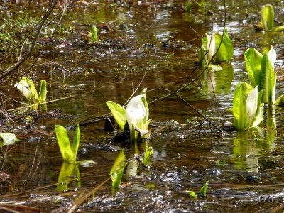 ミズバショウが咲き始めています