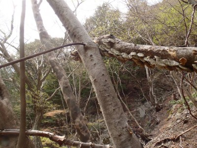 ワイヤーをくわえて数十年。