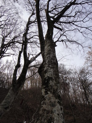 ブナ１.JPG