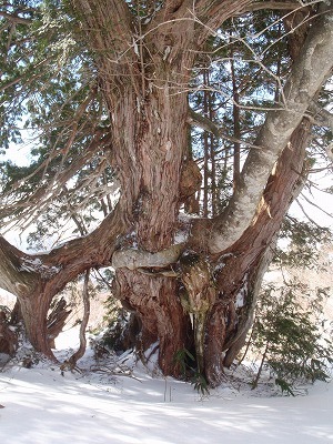 杉山からの稜線はお化け杉があちこちに