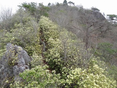 DSC08795.jpg (192.52 KiB) 閲覧された回数 7707 回 毘沙門山の花回廊、奥は頂上