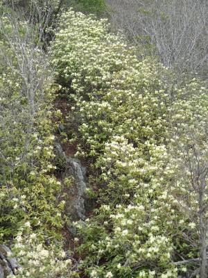 DSC08802.jpg (215.81 KiB) 閲覧された回数 7707 回 花回廊のアップ