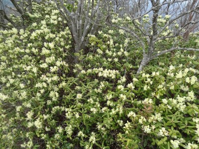 DSC09001.jpg (219.61 KiB) 閲覧された回数 7691 回 八ヶ尾山の西の縦走路