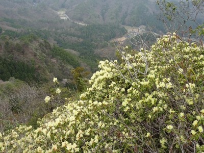 DSC09031.jpg (183.67 KiB) 閲覧された回数 7697 回 八ヶ尾山の西の縦走路