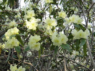 ヒカゲツツジも満開