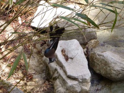 笹に捕まった鳥