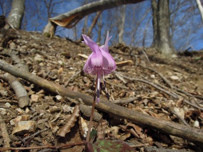 カタクリ.jpg (246.15 KiB) 閲覧された回数 2783 回 今年初めてのカタクリ