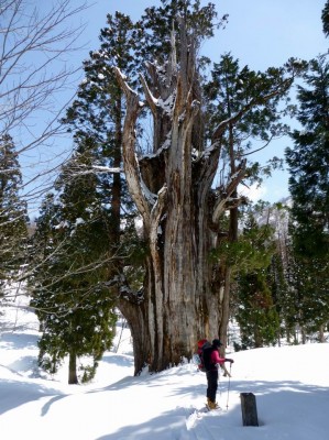 P1000033.JPG (209.23 KiB) 閲覧された回数 3021 回 いとしろの大杉