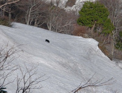 DSC04337-s.JPG (140.39 KiB) 閲覧された回数 8375 回 たんぽぽに恐れをなして逃げていくクマしゃん