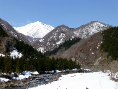 大杉林道から白い野伏ヶ岳が見える