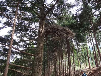 DSC01325.jpg (99.59 KiB) 閲覧された回数 6802 回 熊棚?