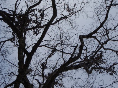 20081122-48.jpg (170.69 KiB) 閲覧された回数 6782 回 台高の熊棚(ミズナラ)