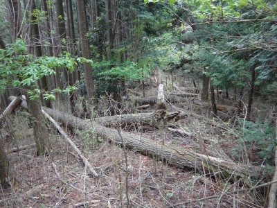 赤松ハードル.JPG (280.16 KiB) 閲覧された回数 3591 回 赤松ハードル