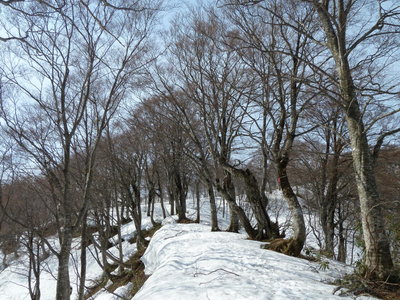 ブナの尾根