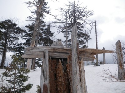 たんぽぽ氏に捧げる不思議なオブジェ