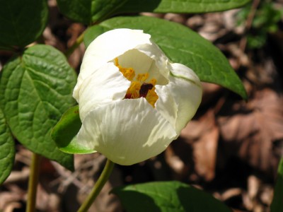 ヤマシャクヤク