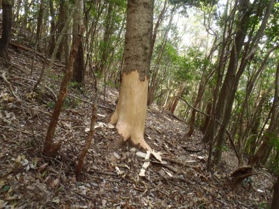 zippさんにプレゼント