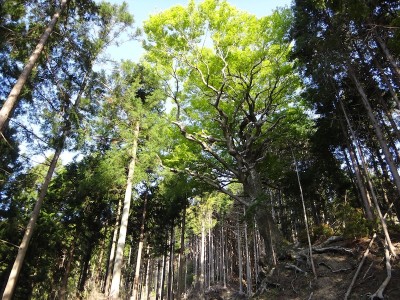 DSC09163 のコピー.JPG (317.14 KiB) 閲覧された回数 3453 回 林道船戸線の木