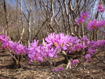 DSC09229 のコピー.JPG (212.82 KiB) 閲覧された回数 3455 回 高見山南斜面の?ツツジ