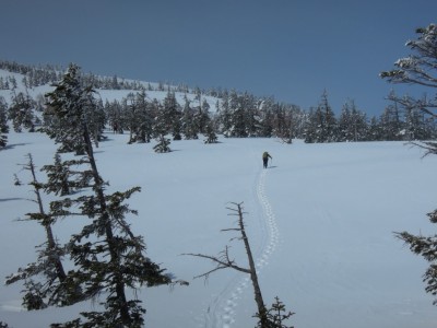 先を歩くみー猫さん