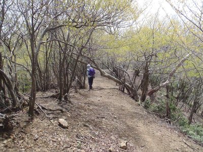 長閑で歩きやすい孫太尾根