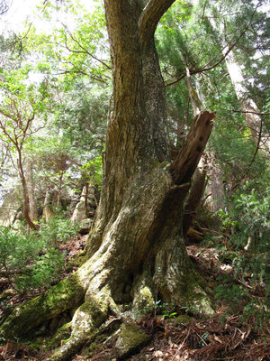 IMG_3848.jpg (186.65 KiB) 閲覧された回数 11451 回 お金明神の目印の古木