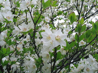 〇 2005.5.17.シロヤシオ爆発して咲く