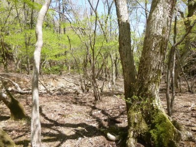 雰囲気のいい源流域