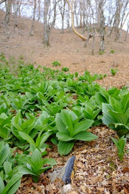 靴？この人ケンケンで帰った？