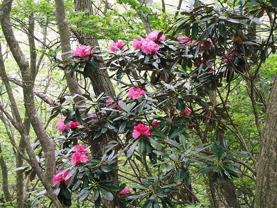 〇 私は花の女王とばかりに艶やかに