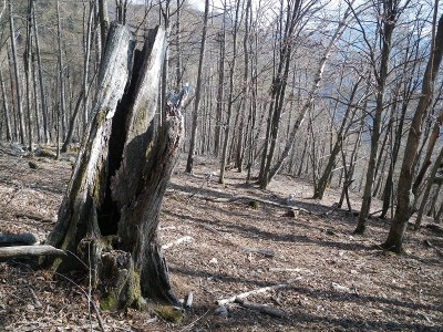 丸山谷北沢に落ちる快適な尾根