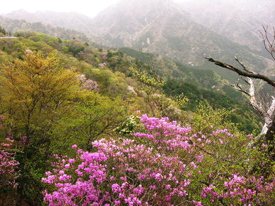 〇 アカヤシオの花つきも好いですね