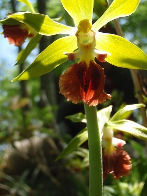 イケメンとの対面で赤面のエビちゃん