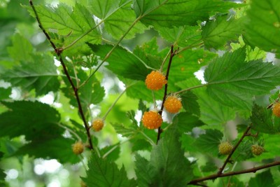 こんなイチゴも美味しいよ～