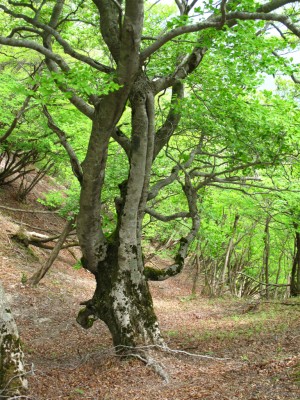 谷を詰めた鞍部にあった異形のブナ