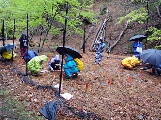 5月11日・芦生植生調査