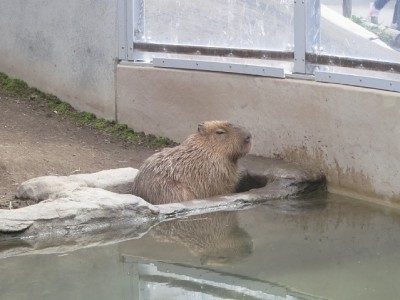 IMG_1512.jpg (133.48 KiB) 閲覧された回数 3350 回 カピバラ