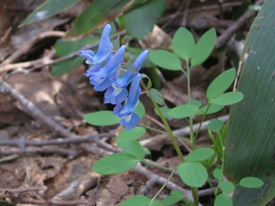 IMG_1582.jpg (115.76 KiB) 閲覧された回数 3782 回 エゾエンゴサク(たくさん)