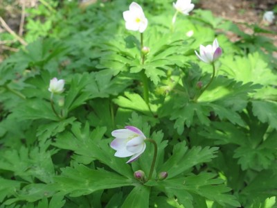 IMG_1598.jpg (113.33 KiB) 閲覧された回数 3780 回 ニリンソウ 咲き始めの淡い色