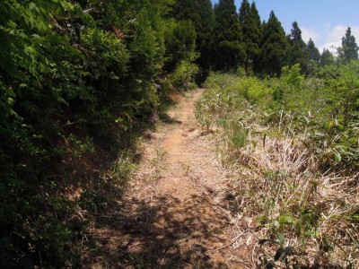 林道JPG.JPG (187.77 KiB) 閲覧された回数 5421 回 こんな林道がずっと続いている