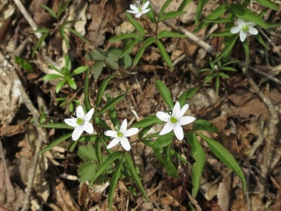 IMG_1605.jpg (155.41 KiB) 閲覧された回数 3782 回 ヒメイチゲ