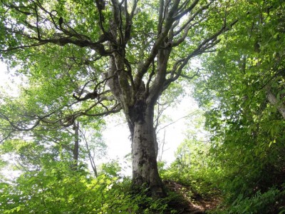 七七頭ヶ岳の立派なブナ