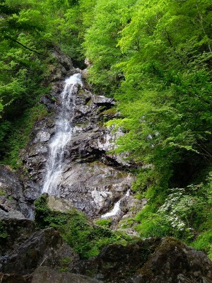 新緑に包まれたサスケ滝