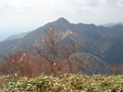 アカヤシオと鎌ヶ岳